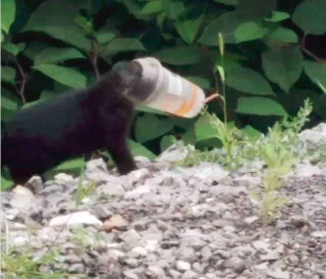 志愿者救起被卡在塑料杯里的小黑猫，却发现整个"黑帮"都来了...
