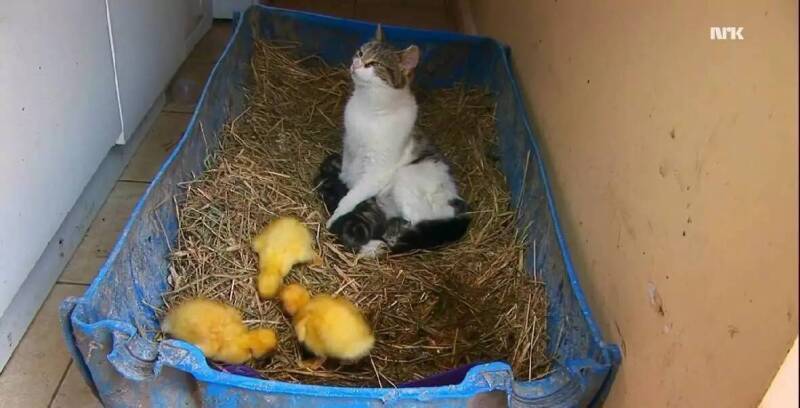 猫妈刚生完孩子，自己的娃还没照顾好，又被硬塞几只小鸭子