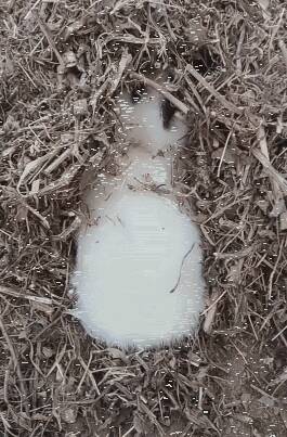 草堆里发现白绒绒的小狗，天寒地冻无处去只能偷偷藏在这儿