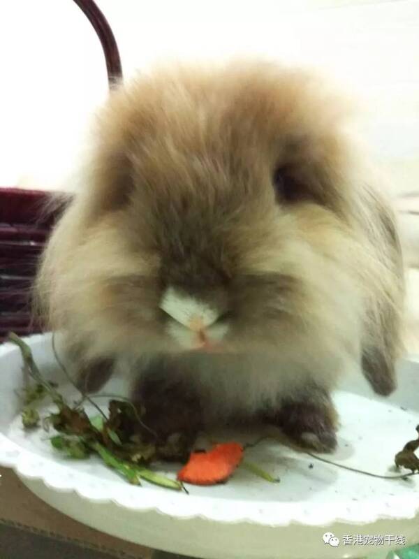 兔兔 | 作为一只兔兔，心里念念不忘盆里的菜