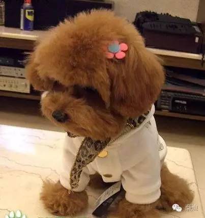 泰迪狗狗的8个特性，你了解多少？