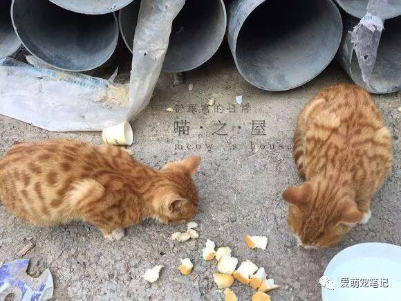 女孩以为捡到是一只普通的流浪橘猫，谁知道半年后给我带来大惊喜