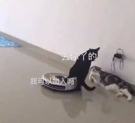 黑猫：你丫滚远点，别妨碍我们....