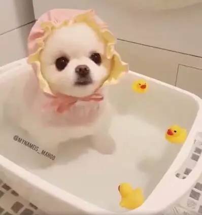 给博美狗狗洗澡，它却光顾着卖萌去了，看得心都要被萌化了！