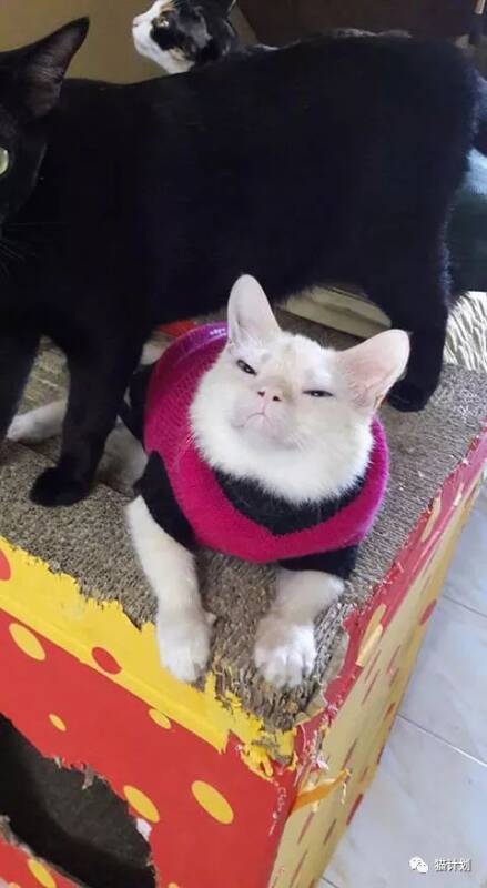网友家这只猫，有点儿太难吸了，这次给你们先吸吧……
