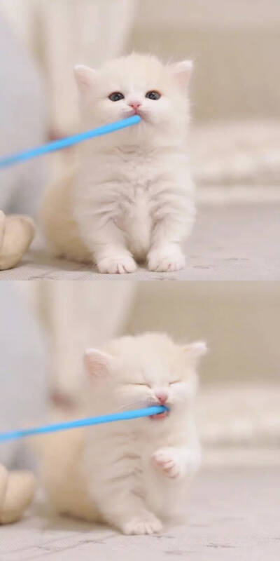小猫咪，你知道自己有多可爱吗？ ​​​​