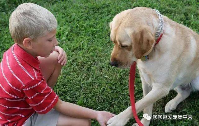 超简单的训狗秘诀！让你1小时教会你家的狗握手！
