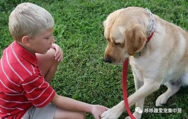 超简单的训狗秘诀！让你1小时教会你家的狗握手！