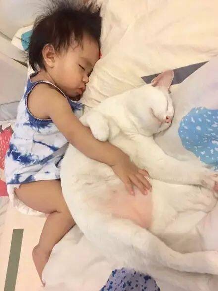 网友家的小宝宝每天都要和大白猫一起睡，这画面太暖了…