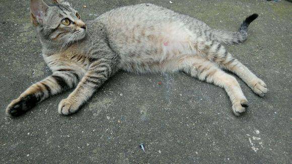 接手朋友家的一只狸花猫，喂养两个月的时间，却给她带来个大惊喜