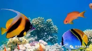 怎么养热带鱼才不容易死，如何让热带鱼活得更长？