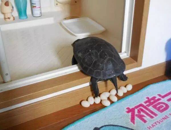 网友：我家乌龟又下蛋，太多颗…只好煎来吃了！