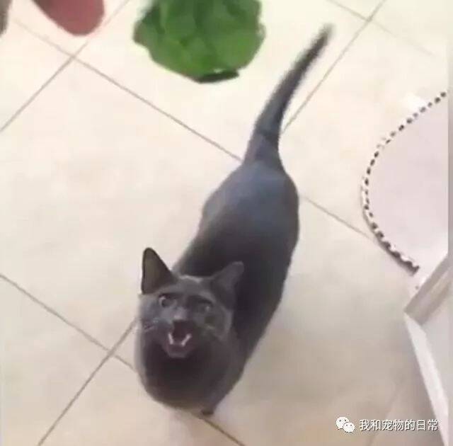 主人背着猫咪偷吃，猫咪抢吃到呆滞！喵：奴才，你是不是想毒害朕……