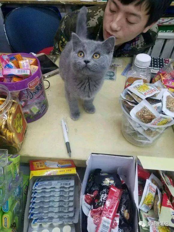 入手一只小蓝猫被奶奶抱走，半年后再见时，忍不住心疼：这还是猫