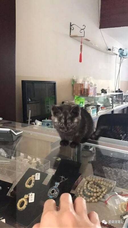 捡到一只有猫癣和耳螨的小猫，女孩带回家治疗，半年后模样美翻了