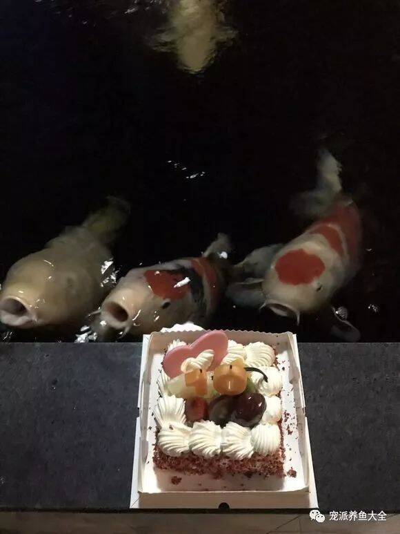 鱼友为宠物鱼锦鲤庆祝10岁生日，画面好温馨！美极了！~