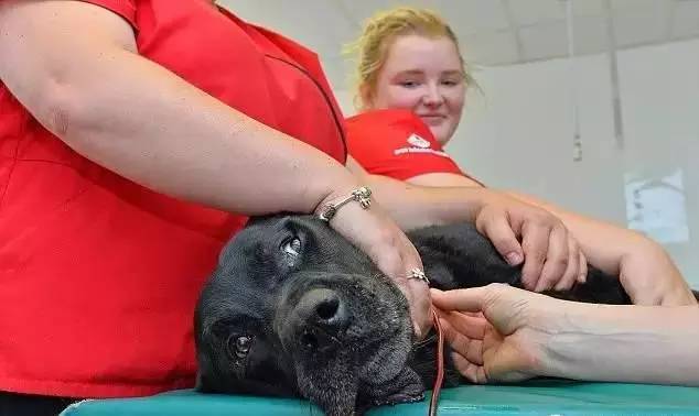 最热血拉布拉多献血8年拯救104只狗狗