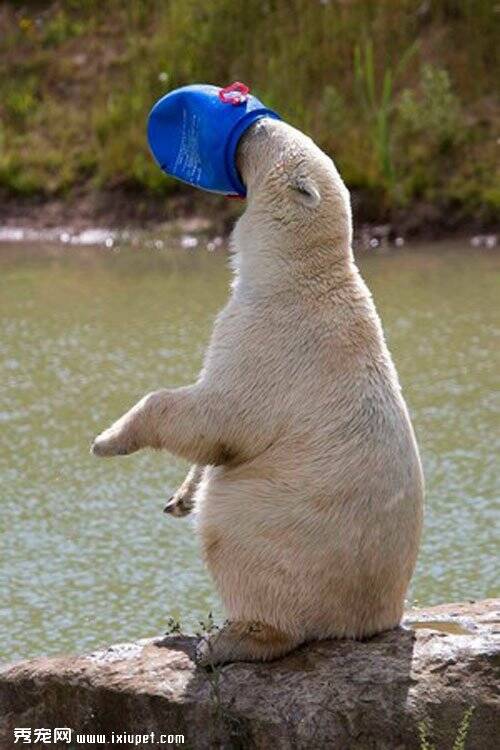 北极熊自创防晒头套 坐石头上晒太阳