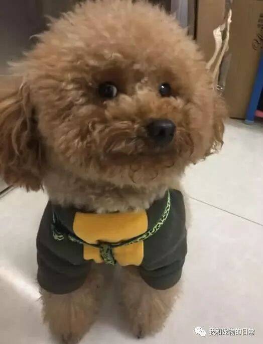 网友出差将泰迪托付父母照顾，当出差回来时，不敢信眼前这幕！