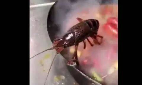 顽强的小龙虾，悬在锅边坚决不下去！