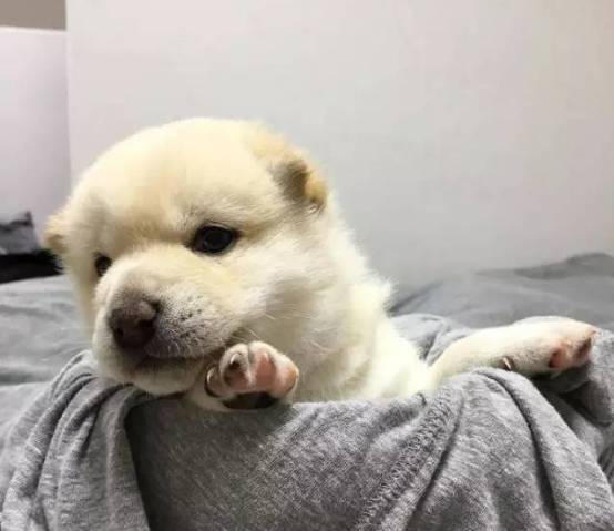 终于知道柴犬的脸为什么那么大了，都是这么来的...