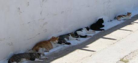天气炎热，流浪猫无处可躲，幸好有好心人为它们留伞
