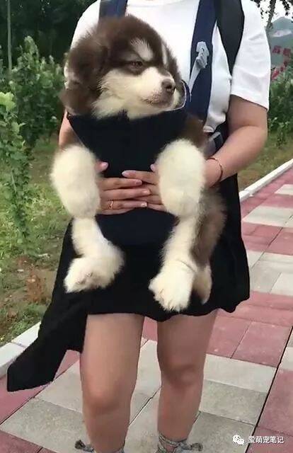 带两只阿拉斯加遛弯，无意中看见后面狗狗的姿势，网友瞬间笑喷了