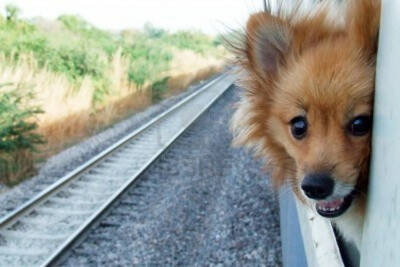 美铁路新规：宠物也可坐火车 车费25美元