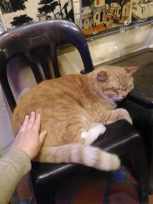 网友家的店猫很大，每有客人来，都喜欢抱它拍照，一脸哭笑不得...