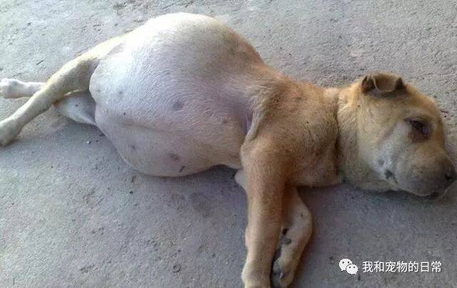 网友在路上遇到一只大肚子狗狗挡路，以为是来碰瓷的，送到医院后被医生的话吓出冷汗！