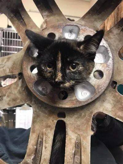主人带猫咪去宠物医院，医生：猫还能被卡在轮胎里？