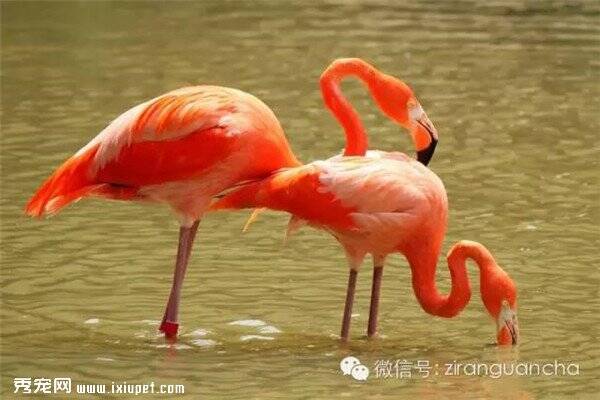 北京动物园首次引进火烈鸟，很美丽的鸟哟！