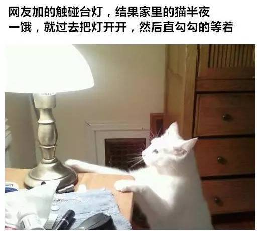 为什么说猫是禽兽，看完我终于明白了...
