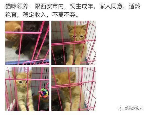 女孩同城领养了一只小橘猫，到家第一晚就尿床了，网友：好调皮啊