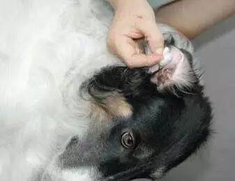 宠物每日小知识-夏季狗狗常见的4种耳道疾病，如何预防和治疗？
