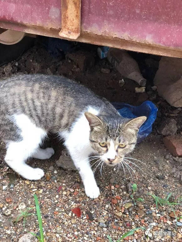 喂养许久的流浪猫，在面对爱情和面包时，它毫不犹豫地选择了爱情