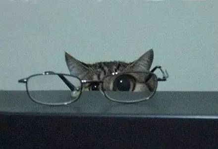 猫在研究放在桌子上的眼镜，被主人拍下了这样的画面，迷之笑点