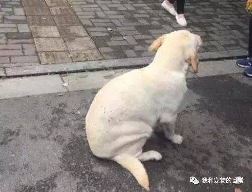 断脚狗狗被遗弃在大街，但没有人愿意帮助，直到这个小女孩的出现！