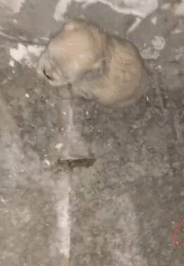 奶狗被狗贩扔路边，冷的不停发抖，好心人看到后立马带回家