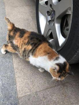 遇到一只断尾流浪猫，直觉告诉我它需要帮助，收养后反而带来惊喜
