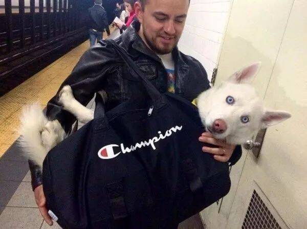 纽约市去年年中规定进入地铁站的狗狗必须要装起来，于是……