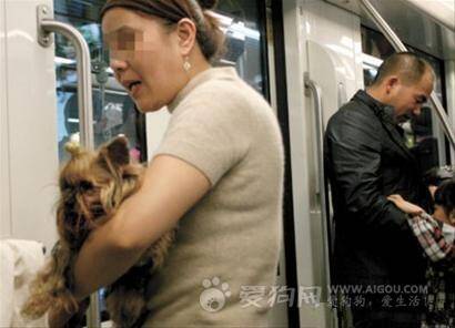 沈阳地铁提交立法申请 带宠物上地铁拟处罚