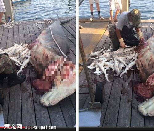 怀孕母鲨被美船拖行至死腹中还有几十只小鲨鱼