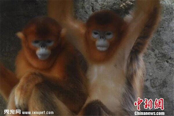 双十一来袭，深圳野生动物园两只金丝猴光棍节前夕成功脱光！