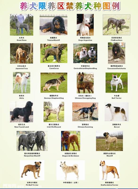 成都22中禁养烈性犬名单及品种图片