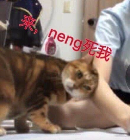 猫的温柔乡，就是我的英雄冢！