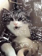 当傲娇的猫咪遇见了几只小金毛后，猫咪就看破了猫生…