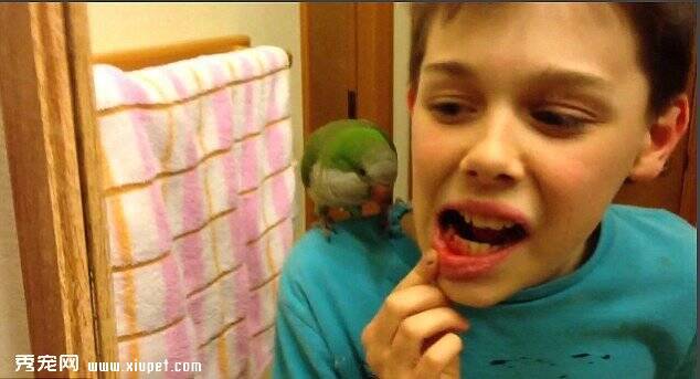 记录宠物鹦鹉为男孩拔牙全过程