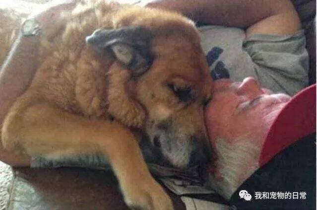 这只狗狗和主人相互陪伴了15年，去世前给主人留下一份这样的礼物！