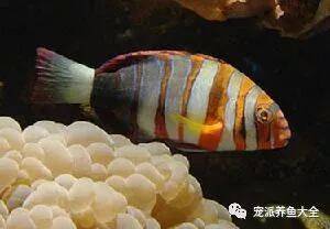 【每日一鱼】热带海水鱼——红横带龙~